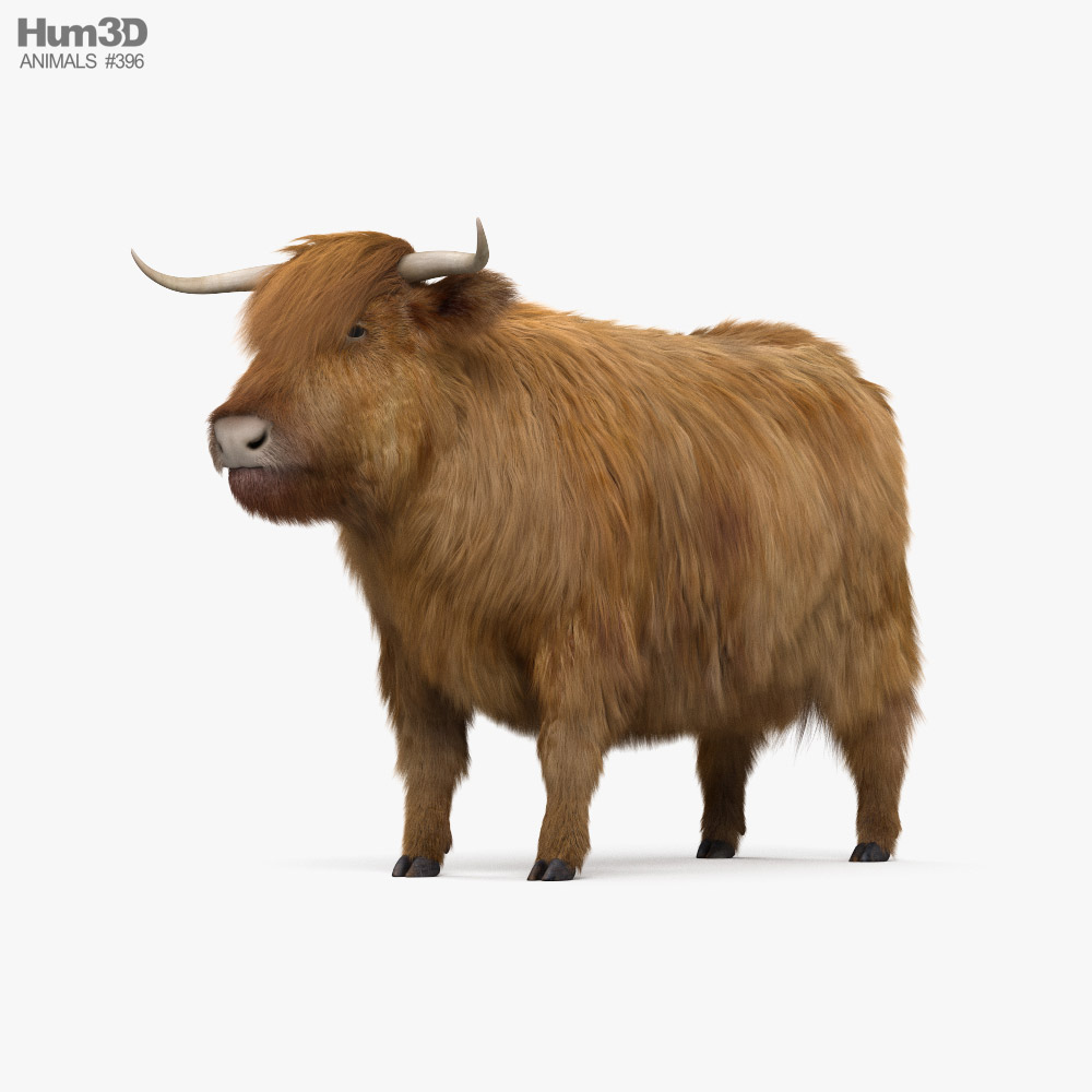 Highland Cattle HD 3D model