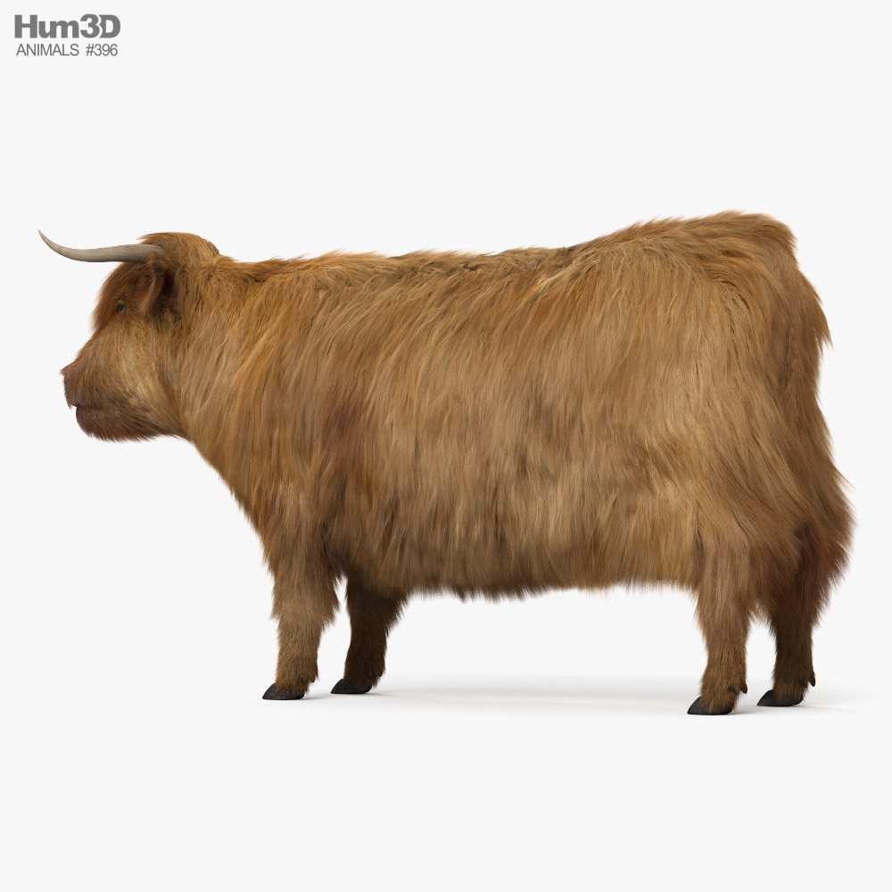 Highland Cattle HD 3D-Modell