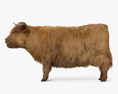 Highland Cattle Modelo 3D
