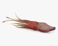Histioteuthis (Cock-eyed squid) 3D 모델 