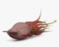 Histioteuthis (Cock-eyed squid) HD 3d model