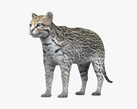 Ocelot 3D model