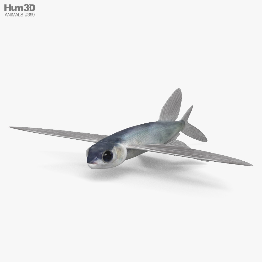 飞鱼 3D模型