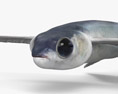 Peixes-voadores Modelo 3d