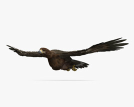 Golden Eagle Flying HD 3D model