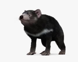 Beutelteufel 3D-Modell