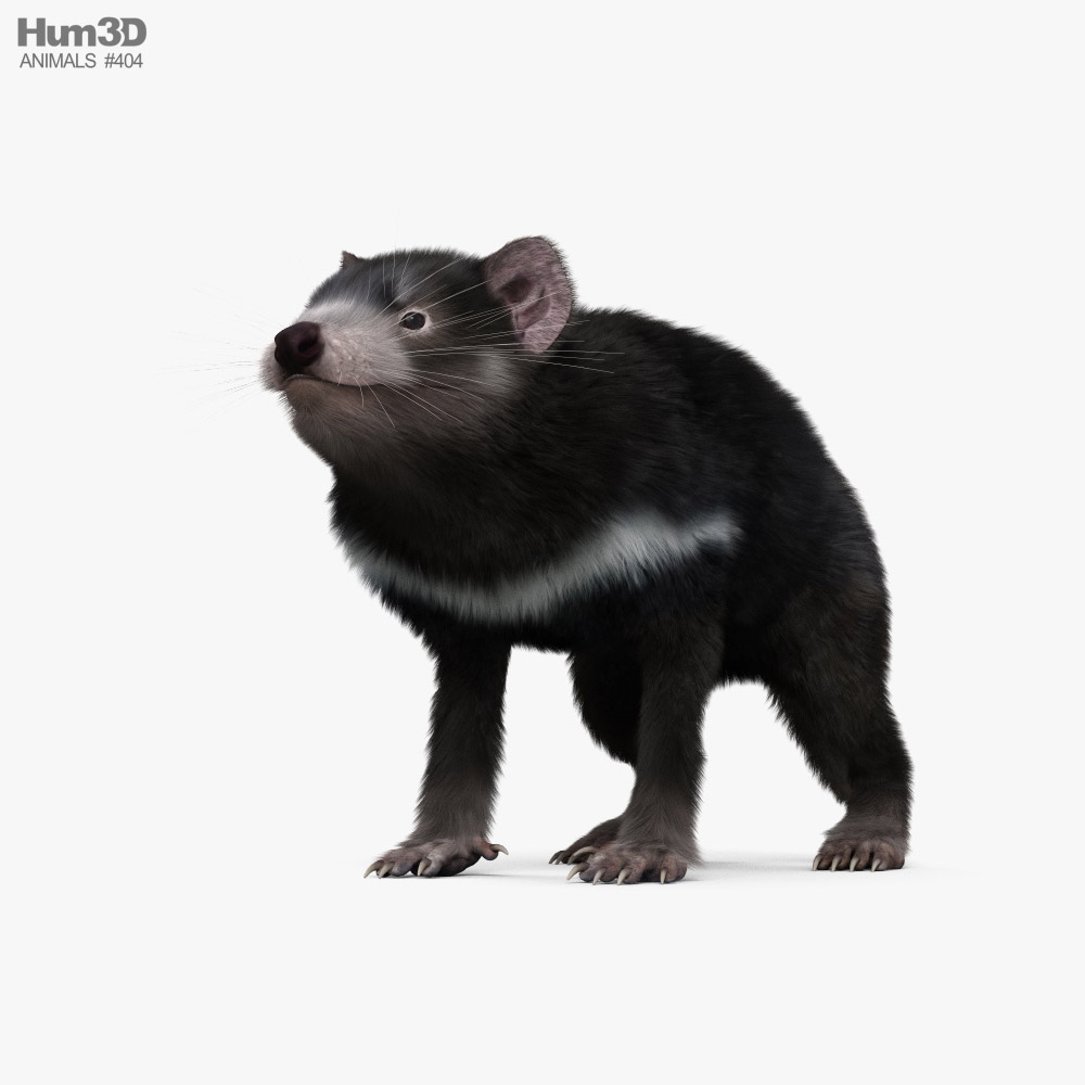 Tasmanian Devil 3D model