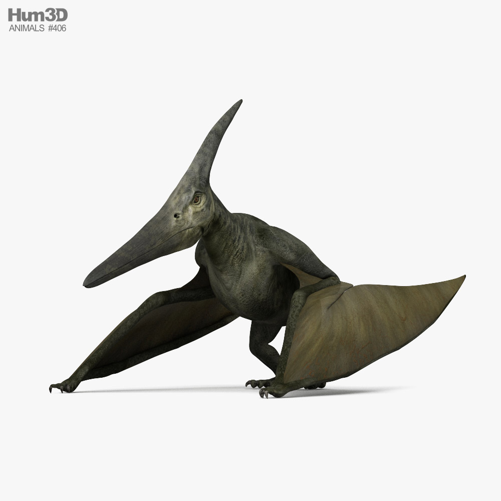 Pteranodon HD 3D model