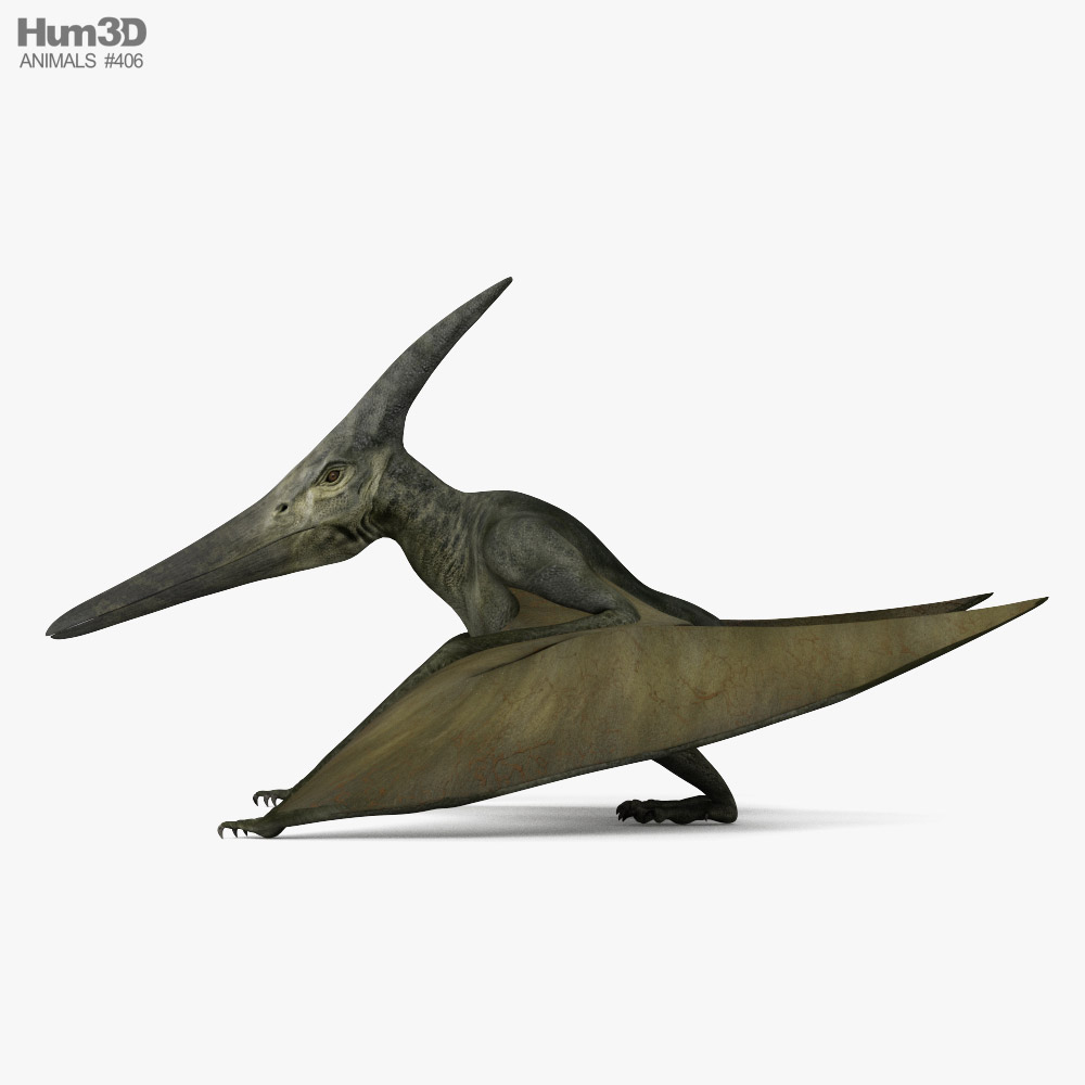 Pteranodon HD 3D model - Animals on Hum3D