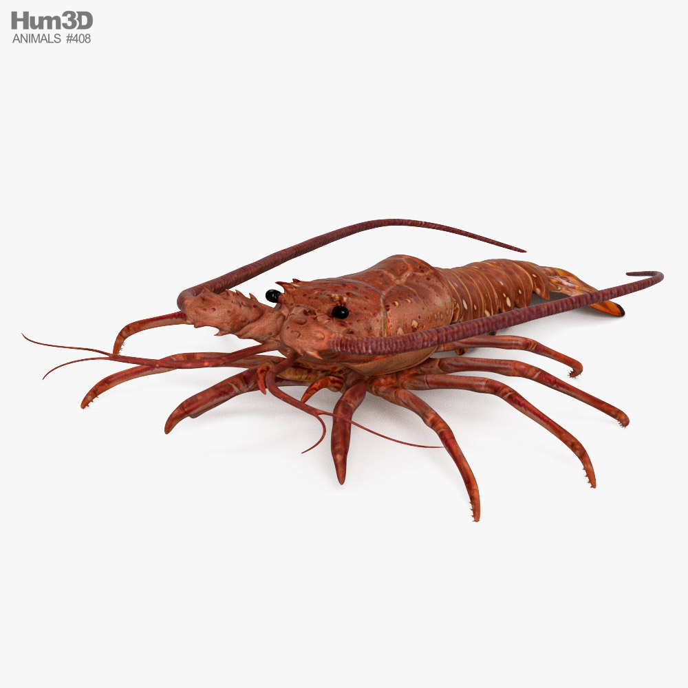 Spiny Lobster 3D model