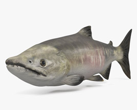 Chum Salmon 3D model