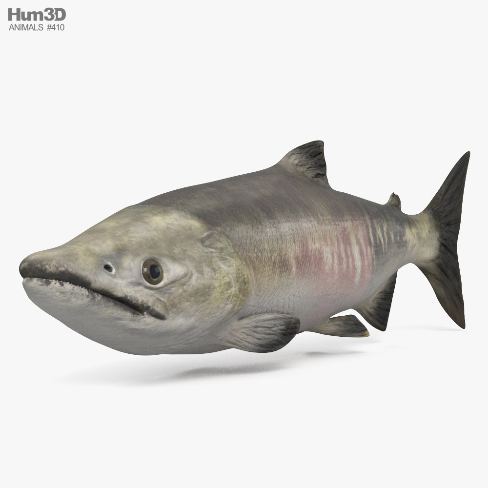 Chum Salmon 3D model
