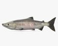 Chum Salmon HD 3d model