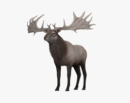 Irish Elk 3D model