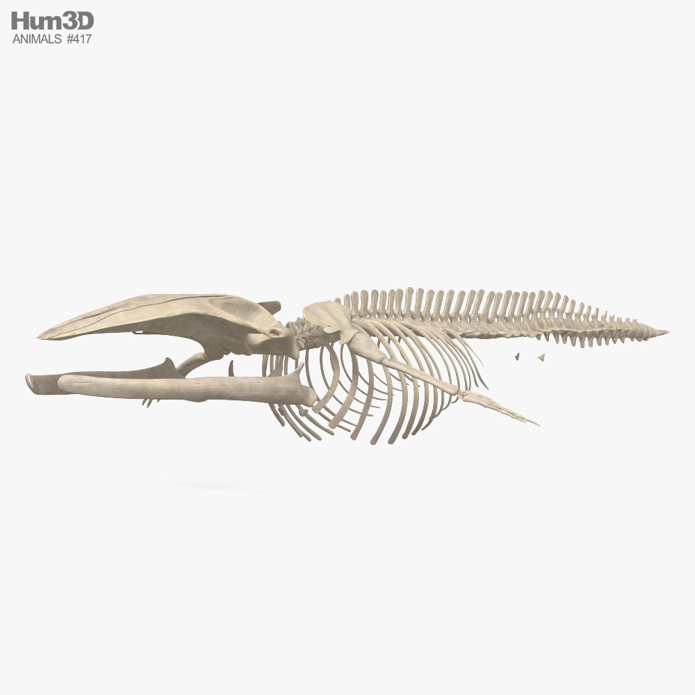 Blauwal-Skelett 3D-Modell