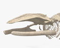 Esqueleto de baleia azul Modelo 3d