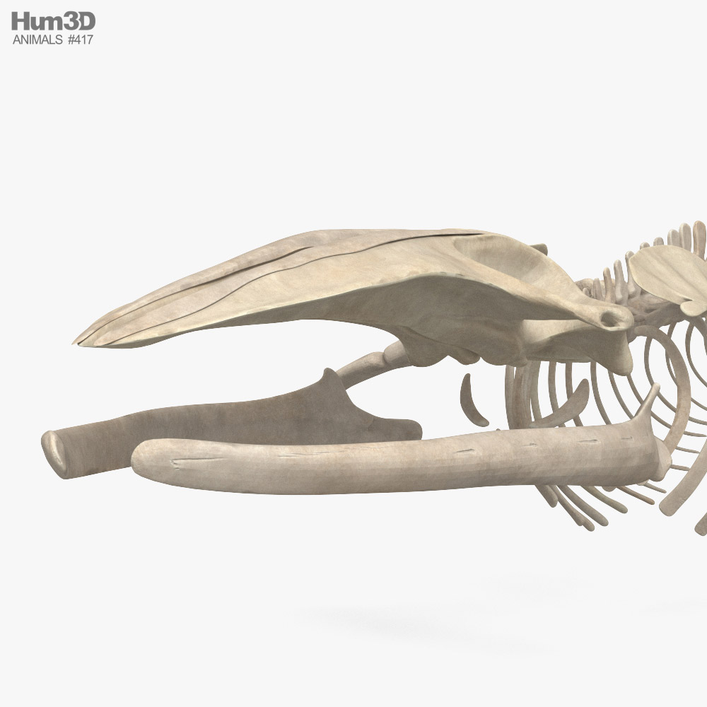 Leviathan Whale Skeleton