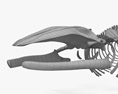 Squelette de baleine bleue Modèle 3d