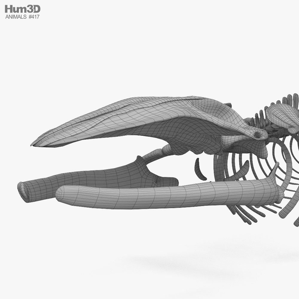 Blue Whale Skeleton 3D model - Animals on Hum3D