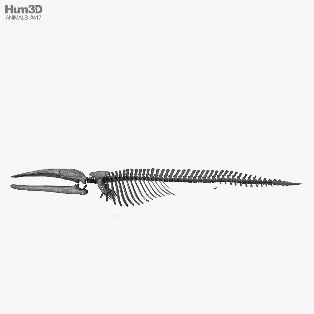 Blue Whale Skeleton 3D model - Animals on Hum3D