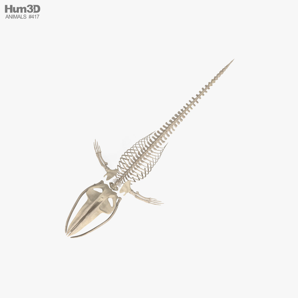 Blue Whale Skeleton HD 3D model - Animals on Hum3D