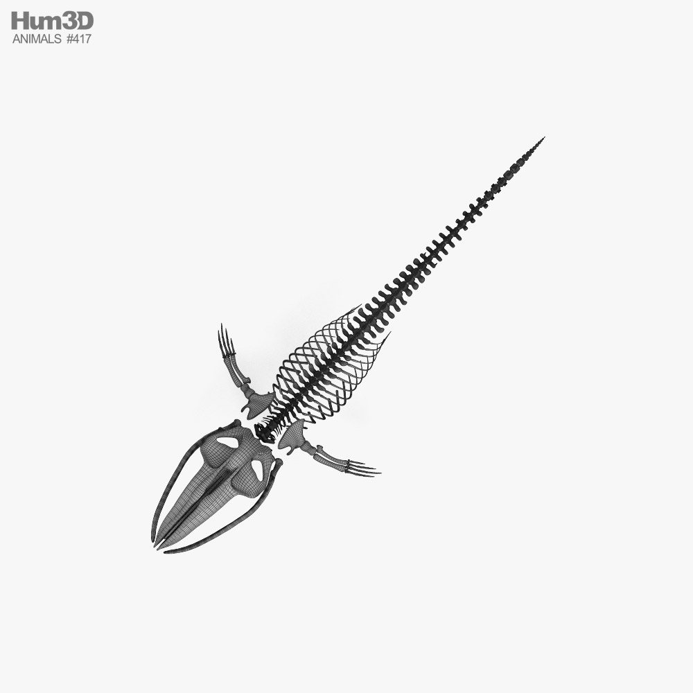 Blue Whale Skeleton HD 3D model - Animals on Hum3D