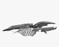 Squelette de baleine bleue Modèle 3d