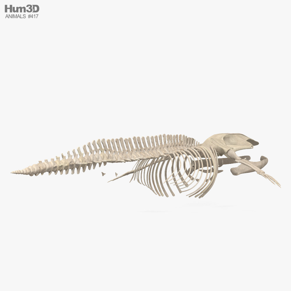 Blue Whale Skeleton Hd 3d Model - Animals On Hum3d