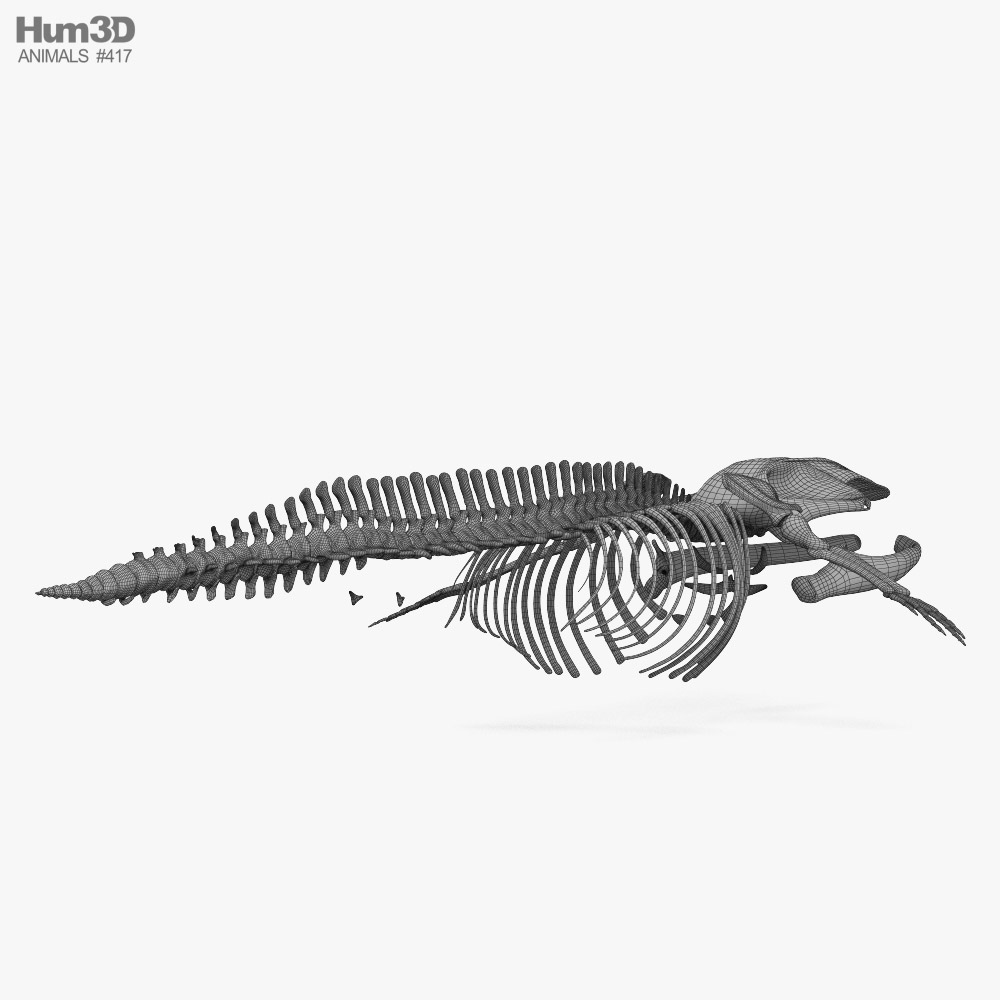 Blue Whale Skeleton HD 3D model - Animals on Hum3D