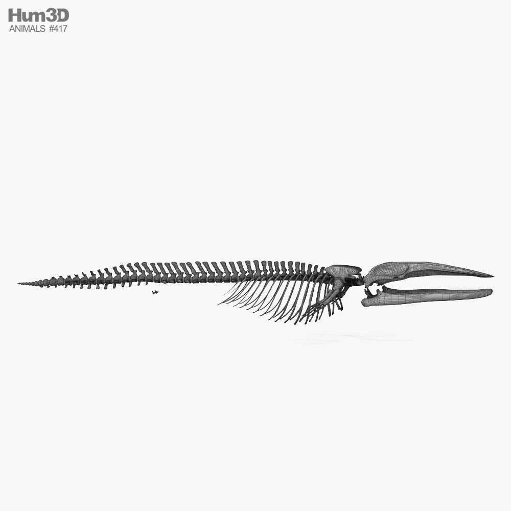 Blue Whale Skeleton HD 3D model - Animals on Hum3D