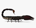Emperor Scorpion 3d model