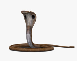 Indian Cobra 3D model