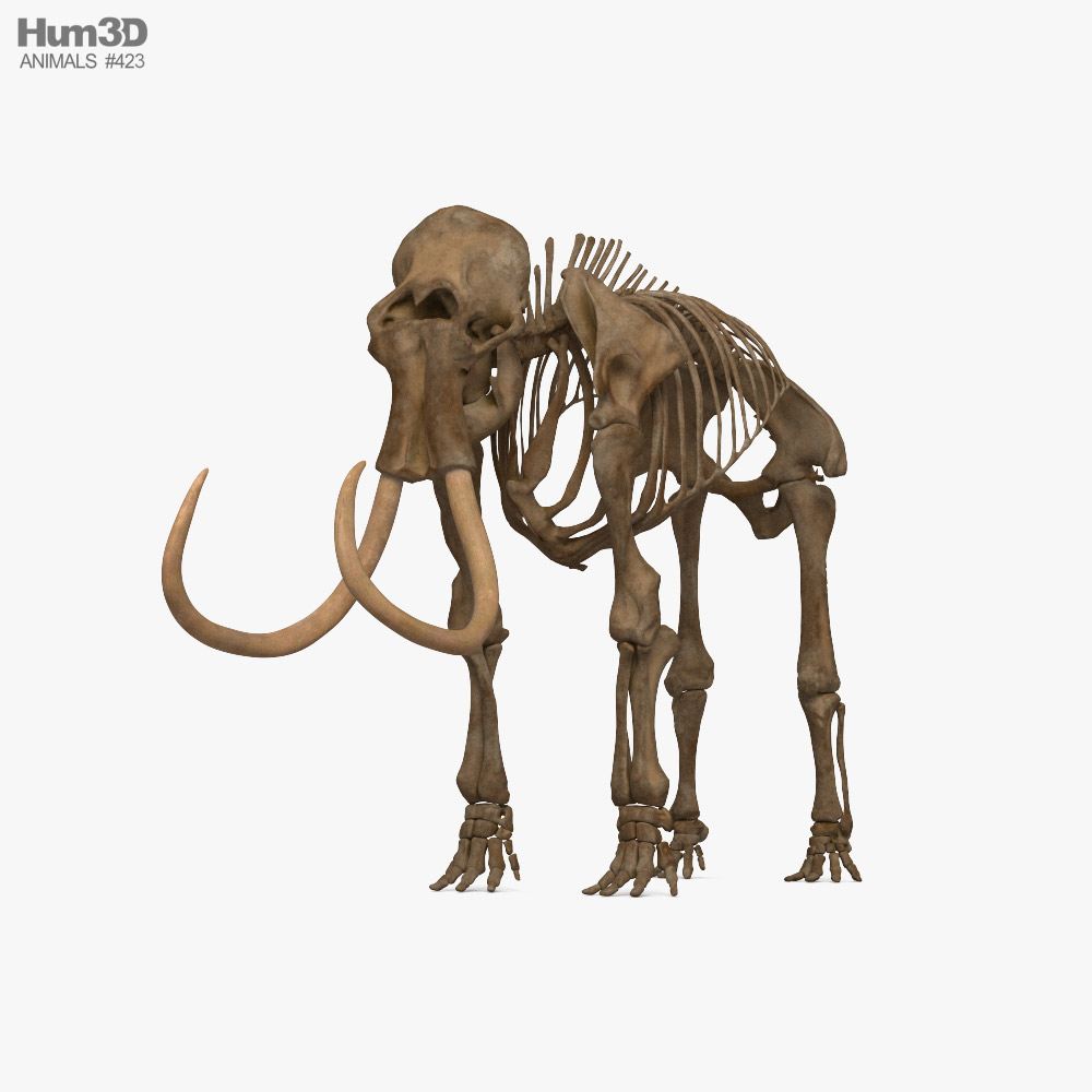 Mammut-Skelett 3D-Modell