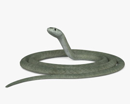 Mamba-negra Modelo 3d