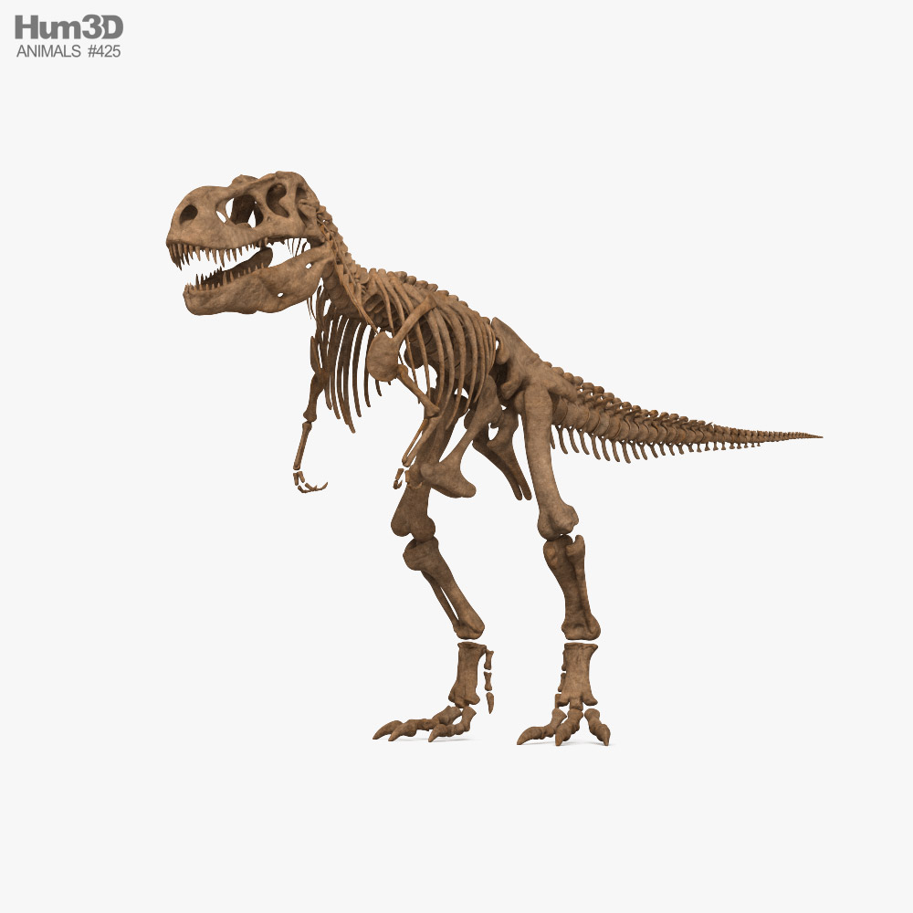 T-rex Skeleton 3D model