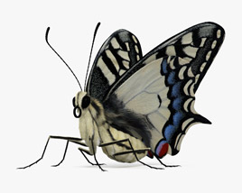 Machaon butterfly 3D model