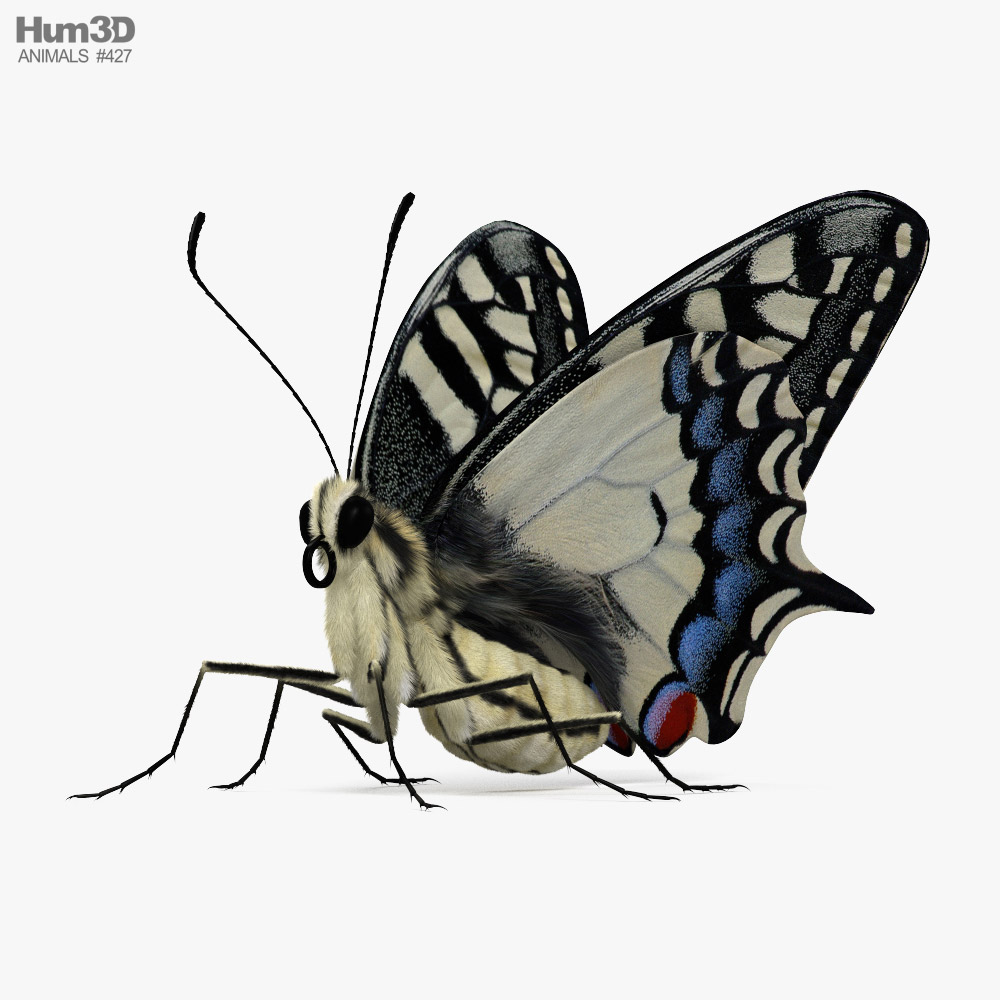 Machaon butterfly 3D model