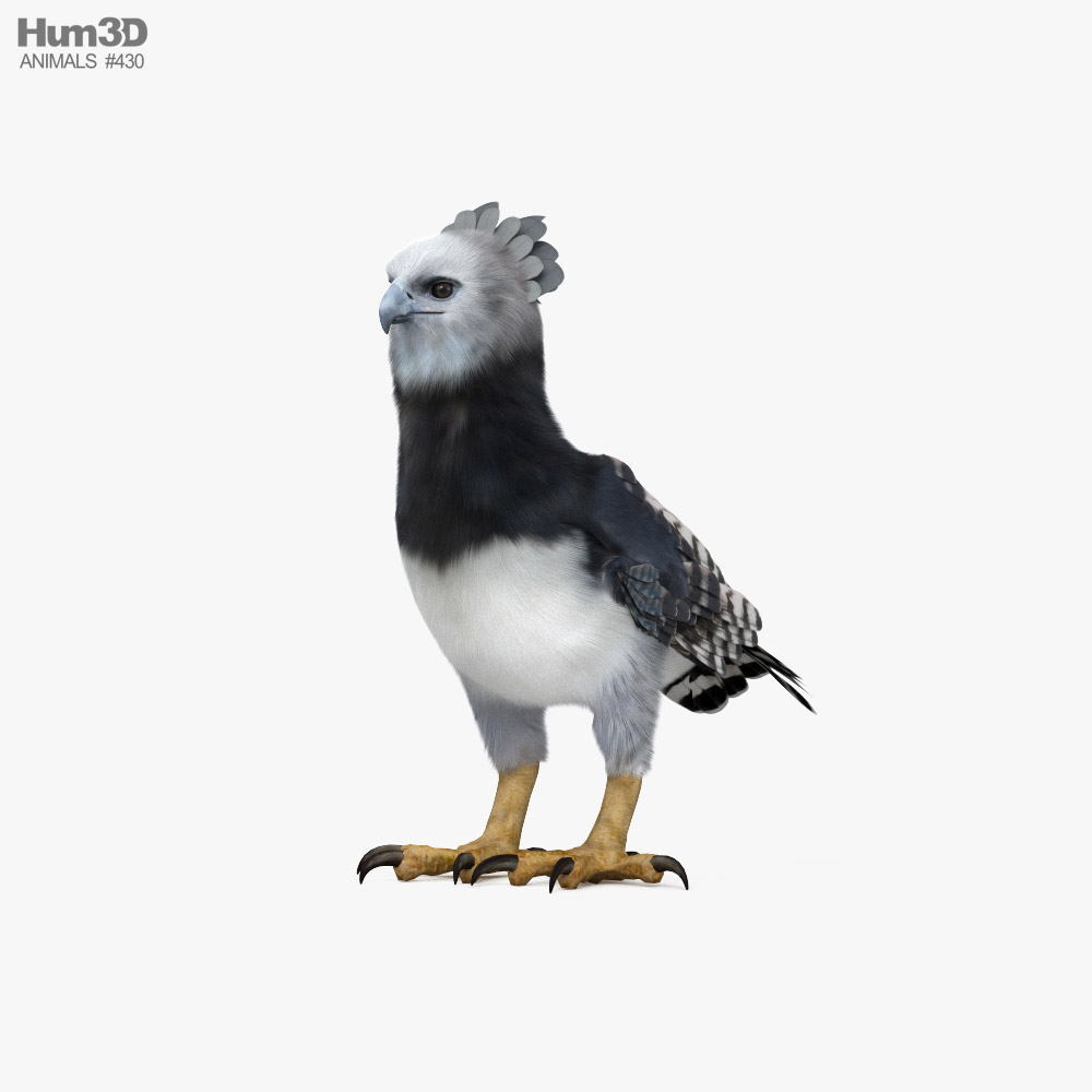 Harpy Eagle 3D model - Animals on Hum3D