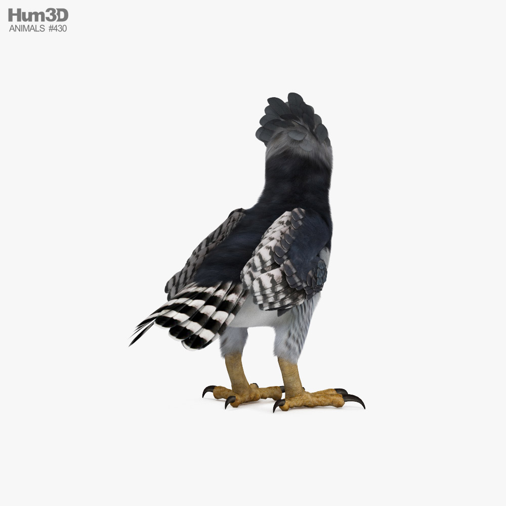 Велика Гарпія 3D модель - Тварини на Hum3D