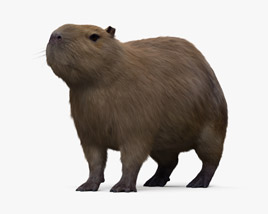 カピバラ 3Dモデル