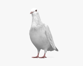White Dove 3D model