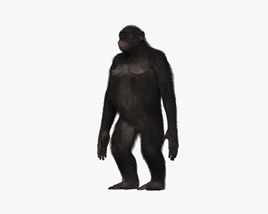 Common Chimpanzee Female 3D model