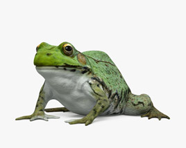 Green Frog 3D model