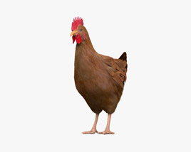 Brown Chicken (Hen) 3D model