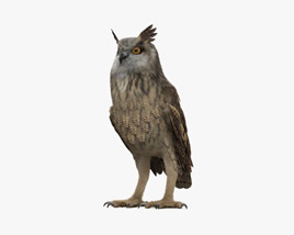 Eurasian Eagle-Owl 3D model