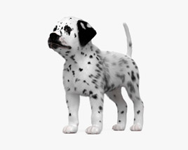 Dalmatian Puppy 3D model