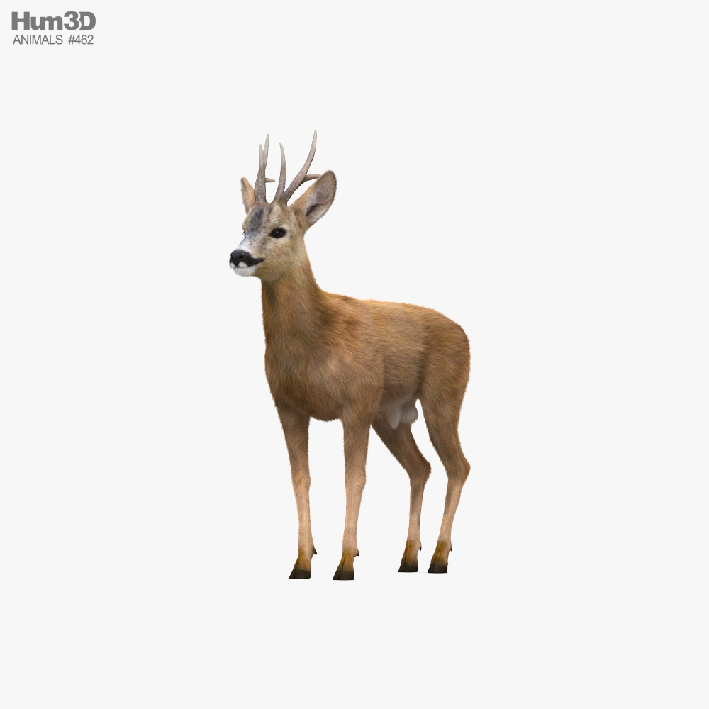 Roe Deer 3D model