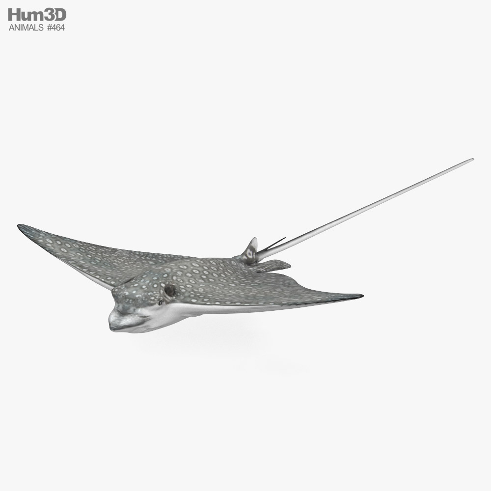Spotted Eagle Ray 3D model