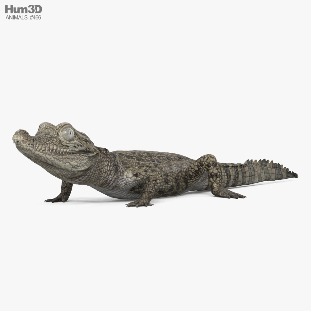Baby-Krokodil 3D-Modell