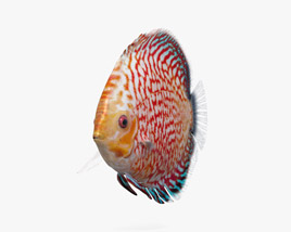 Discus Fish 3D model